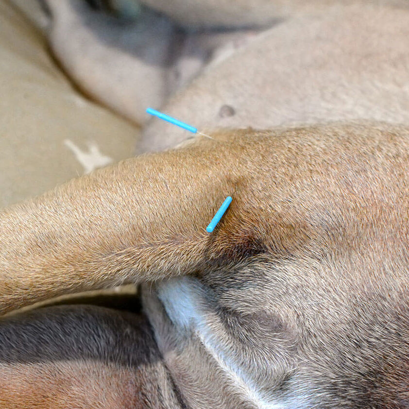 Acupuncture Dog