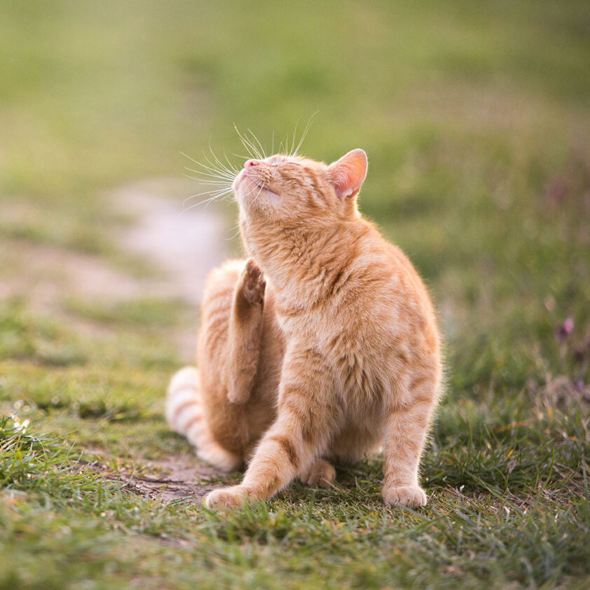 Cat Scratching In Grass