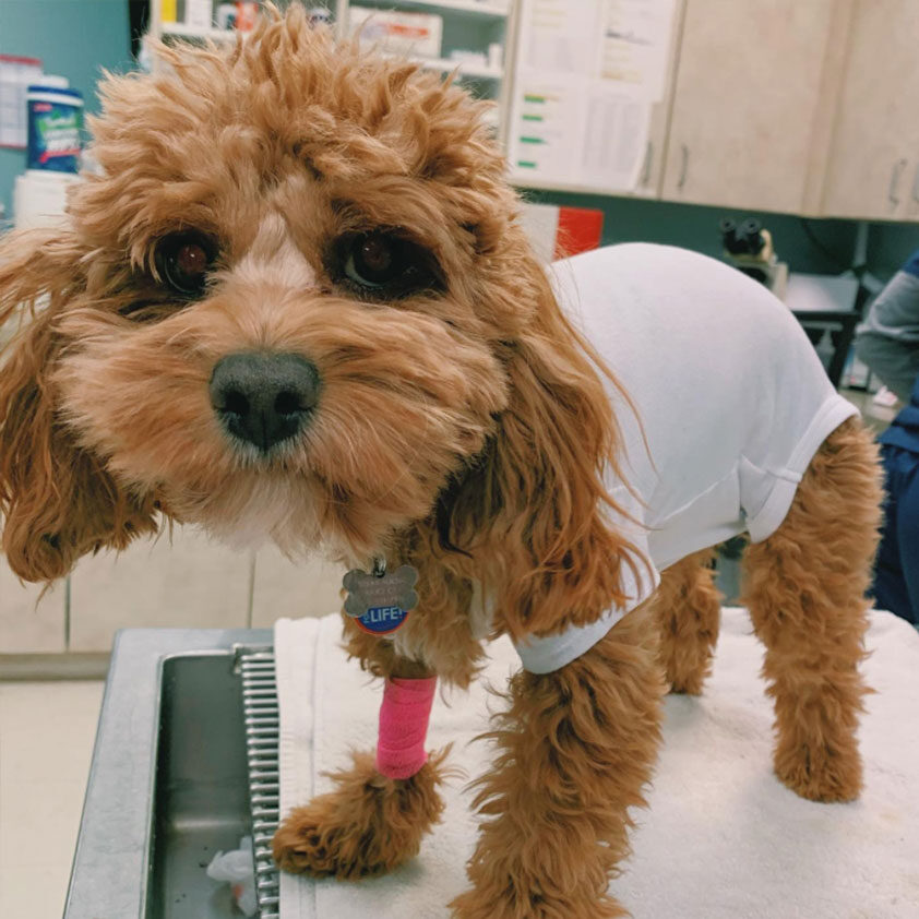 Dog After Surgery